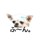 my doggy and cats（個別スタンプ：8）