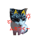my doggy and cats（個別スタンプ：10）