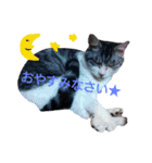 my doggy and cats（個別スタンプ：11）