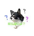 my doggy and cats（個別スタンプ：12）