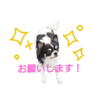 my doggy and cats（個別スタンプ：13）
