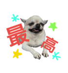 my doggy and cats（個別スタンプ：14）