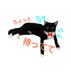 my doggy and cats（個別スタンプ：15）