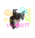 my doggy and cats（個別スタンプ：16）