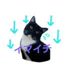 my doggy and cats（個別スタンプ：17）