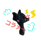 my doggy and cats（個別スタンプ：18）