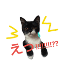 my doggy and cats（個別スタンプ：20）