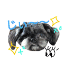 my doggy and cats（個別スタンプ：22）