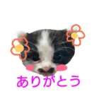 my doggy and cats（個別スタンプ：24）