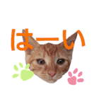 my doggy and cats（個別スタンプ：27）
