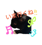 my doggy and cats（個別スタンプ：28）