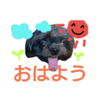 my doggy and cats（個別スタンプ：29）