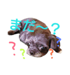 my doggy and cats（個別スタンプ：31）