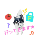 my doggy and cats（個別スタンプ：32）