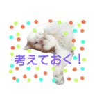 my doggy and cats（個別スタンプ：34）