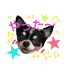 my doggy and cats（個別スタンプ：35）