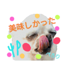 my doggy and cats（個別スタンプ：36）