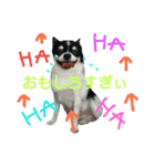my doggy and cats（個別スタンプ：37）