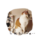 happy new neko（個別スタンプ：4）