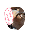 happy new neko（個別スタンプ：5）