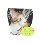 happy new neko（個別スタンプ：8）