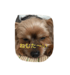 松本家のくー・ちょこ・みるく（個別スタンプ：1）