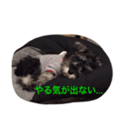 ミニチュアシュナウザーG（個別スタンプ：4）