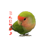 可愛いコザクラインコ（個別スタンプ：1）