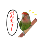 可愛いコザクラインコ（個別スタンプ：2）