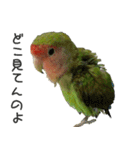 可愛いコザクラインコ（個別スタンプ：11）