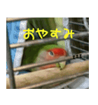 可愛いコザクラインコ（個別スタンプ：26）