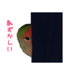 可愛いコザクラインコ（個別スタンプ：30）