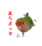 可愛いコザクラインコ（個別スタンプ：31）