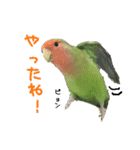 可愛いコザクラインコ（個別スタンプ：37）