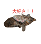 てんちゃんとぷららと愉快な仲間たち（個別スタンプ：9）