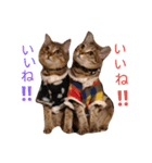 てんちゃんとぷららと愉快な仲間たち（個別スタンプ：13）
