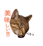 てんちゃんとぷららと愉快な仲間たち（個別スタンプ：14）
