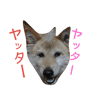 てんちゃんとぷららと愉快な仲間たち（個別スタンプ：16）