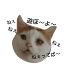 てんちゃんとぷららと愉快な仲間たち（個別スタンプ：21）