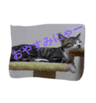 コタロー＆ミミ（個別スタンプ：2）