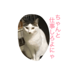 うちねこステッカー 1（個別スタンプ：1）