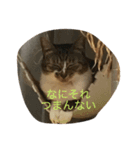 うちねこステッカー 1（個別スタンプ：2）