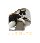 うちねこステッカー 1（個別スタンプ：3）