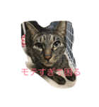 うちねこステッカー 1（個別スタンプ：6）