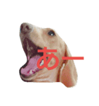 soifu1（個別スタンプ：3）