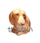 soifu1（個別スタンプ：11）