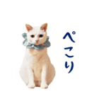コトのおちり2（個別スタンプ：5）