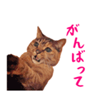 コトのおちり2（個別スタンプ：14）