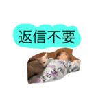 tanukids 3（個別スタンプ：7）