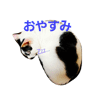 ふわわとわた（個別スタンプ：3）